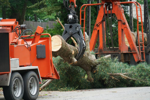 Tree and Shrub Care in Honeygo, MD